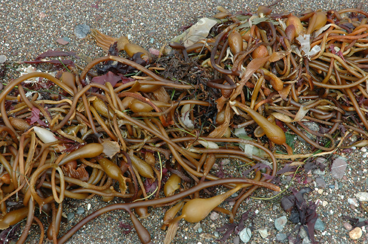Moonstone Beach 010.jpg